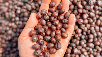 BRAZIL Fazenda Rodomunho FIL - WAY Coffee Roasters