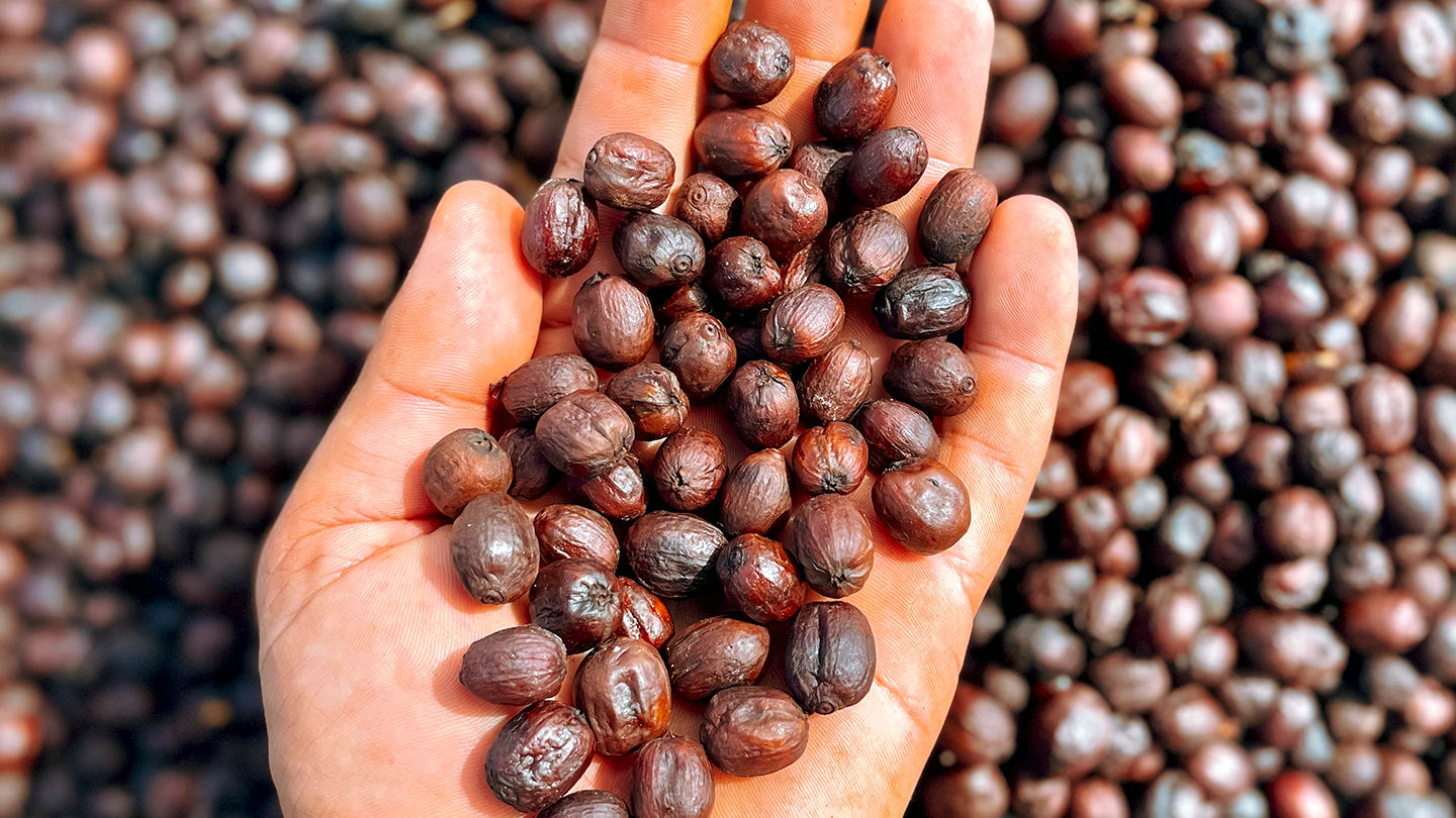 BRAZIL Fazenda Rodomunho ESP - WAY Coffee Roasters