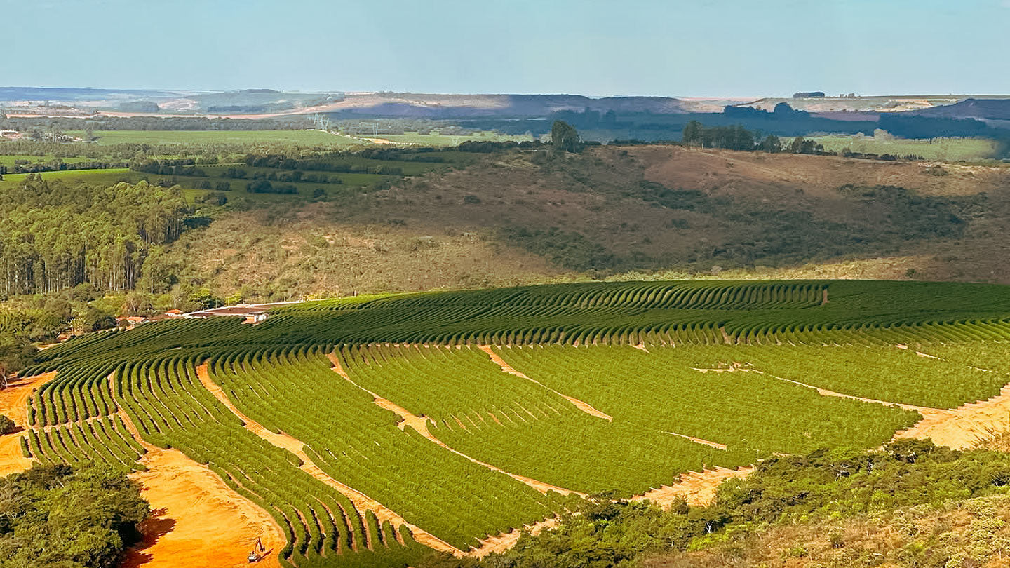 BRAZIL Fazenda Rodomunho FIL - WAY Coffee Roasters