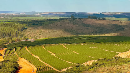 BRAZIL Fazenda Rodomunho FIL - WAY Coffee Roasters