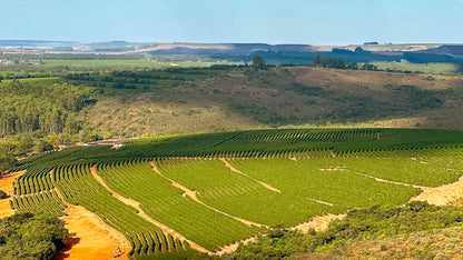 BRAZIL Fazenda Rodomunho ESP - WAY Coffee Roasters