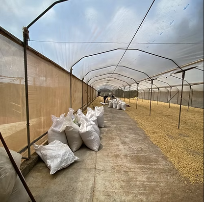 COSTA RICA West Valley Regional Selection FIL.