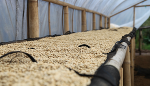 INDONESIA - Espresso - Radiophare - Notes of raisins, passion fruit, cinnamon, nougat and caramel.