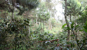 INDONESIA - Filter - Radiophare - Notes of raisins, passion fruit, cinnamon, nougat and caramel.