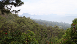 INDONESIA - Espresso - Radiophare - Notes of raisins, passion fruit, cinnamon, nougat and caramel.