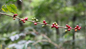 INDONESIA - Espresso - Radiophare - Notes of raisins, passion fruit, cinnamon, nougat and caramel.