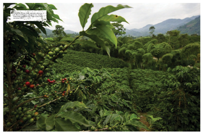 The World Atlas of Coffee