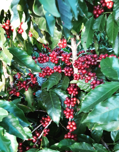 Onze koffieboer uit Brazilië komt naar Gent