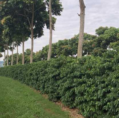 Onze koffieboer uit Brazilië komt naar Gent