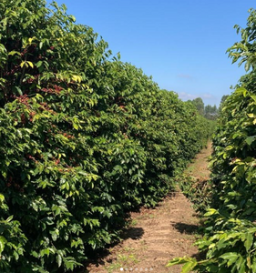 Onze koffieboer uit Brazilië komt naar Gent