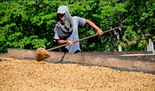 Afbeelding in Gallery-weergave laden, EL SALVADOR - Espresso - Villa Galicia - Pineapple Natural