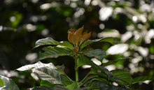 Afbeelding in Gallery-weergave laden, EL SALVADOR - Espresso - Villa Galicia - Pineapple Natural