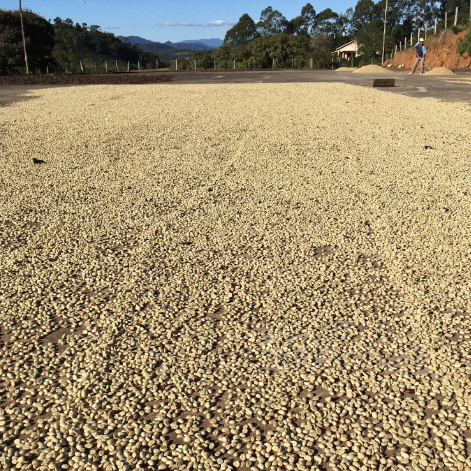 BRAZIL   Bota Fora ESP - WAY Coffee Roasters
