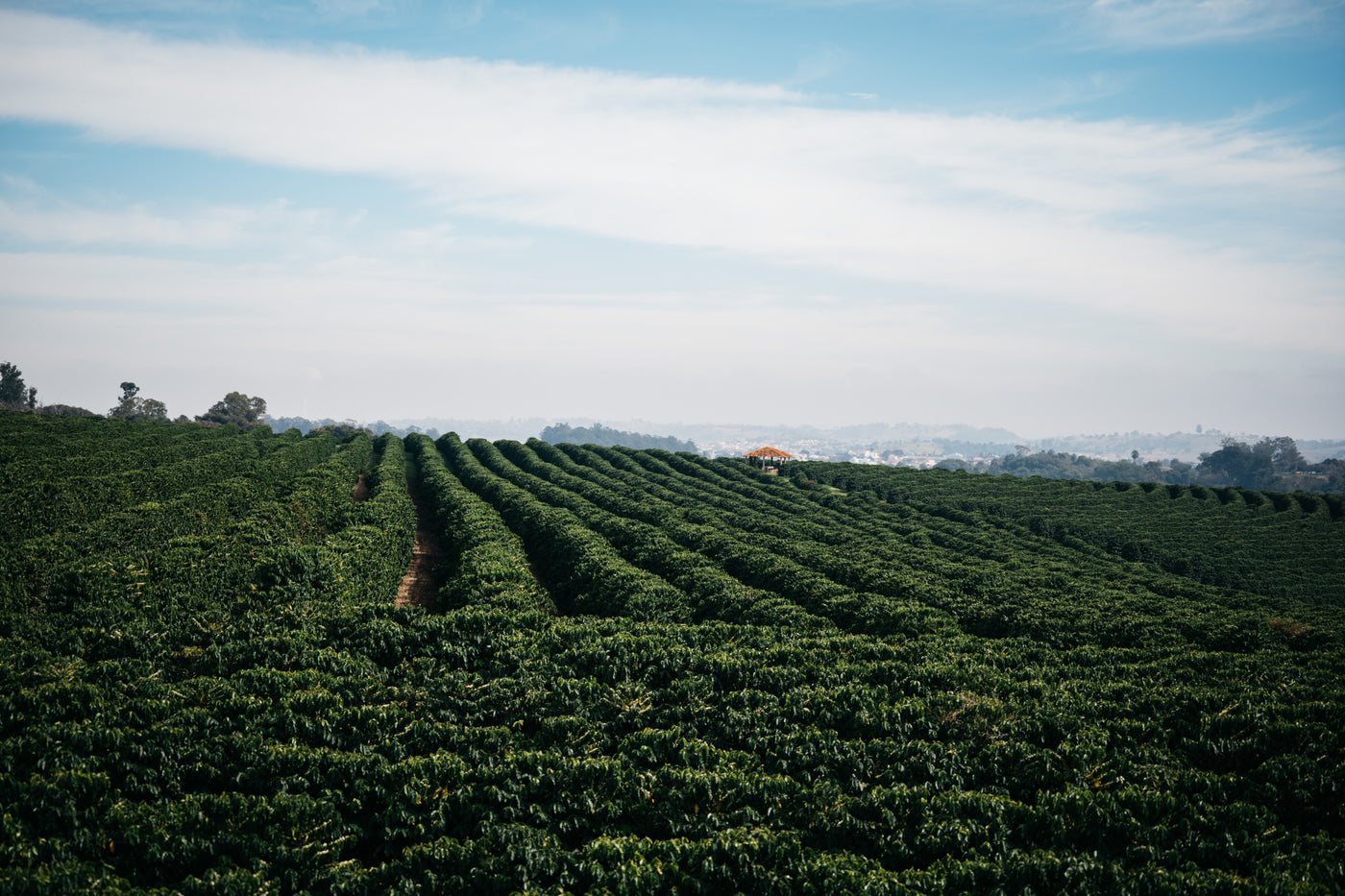 Rijen koffieplanten onder een open hemel